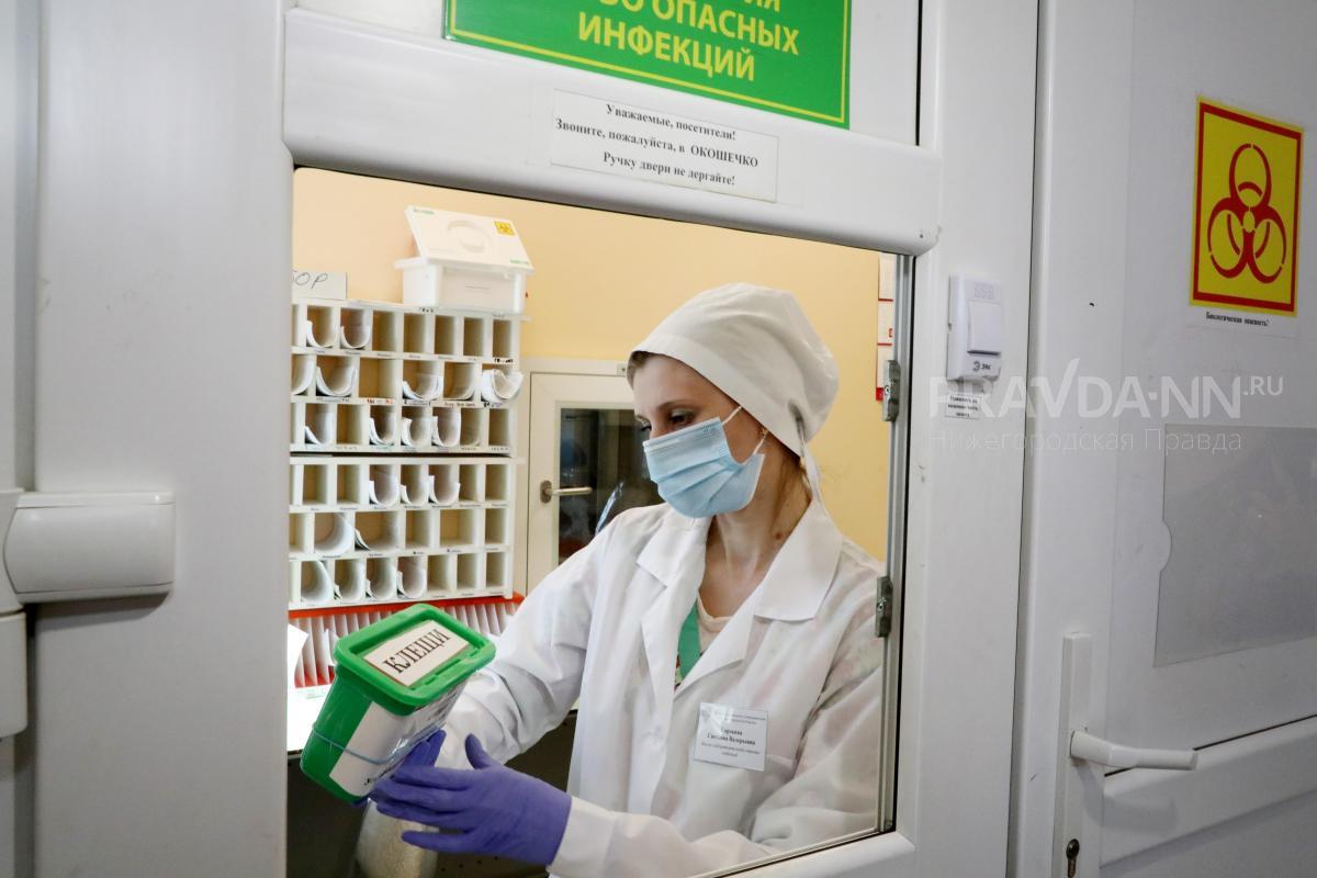 Врач-инфекционист Матюхин назвал главные ошибки при удалении клеща